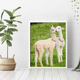 Cute Baby Llamas Diamond Painting - 3