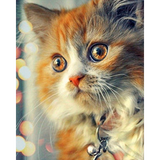 Diamond Painting Ginger kitten