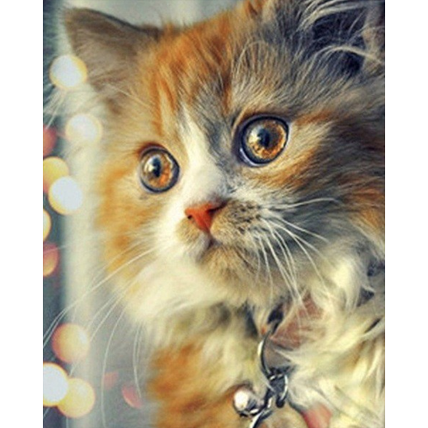 Diamond Painting Ginger kitten