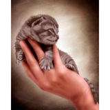 Diamond Painting Kitten in a hand